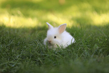 little white rabbit in a green field