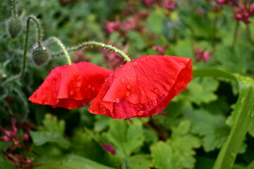 red poppy flowers bowed under the weight of raindrops