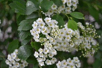 Sweet alyssum white flowers - Latin name - Lobularia maritima (Alyssum maritimum)
