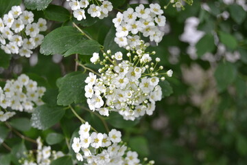 Sweet alyssum white flowers - Latin name - Lobularia maritima (Alyssum maritimum)