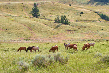 Horses Grazing Nicola BC Ranch Country. Horses grazing in the tall grass of the rolling hills in...