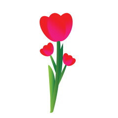 tulips pink gradient (pink flower) vector illustration vector illustration lonely on a white background vector illustration