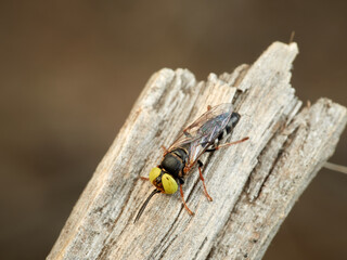 Sand wasp with yellow eyes. Crabronidae family. Genus Tachysphex.  