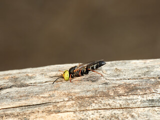 Sand wasp with yellow eyes. Crabronidae family. Genus Tachysphex.  