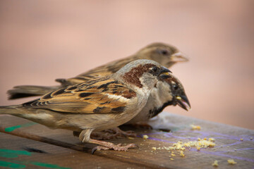 Sparrows eating cookies crumbs on the park table