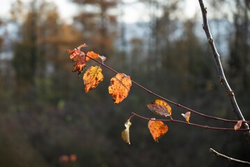 Autumn colorful leaves on the ground and on the trees. Slovakia