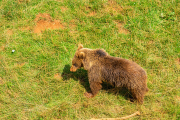 Brown Bear in Cabarceno Nature Park, Cantabria, Spain.