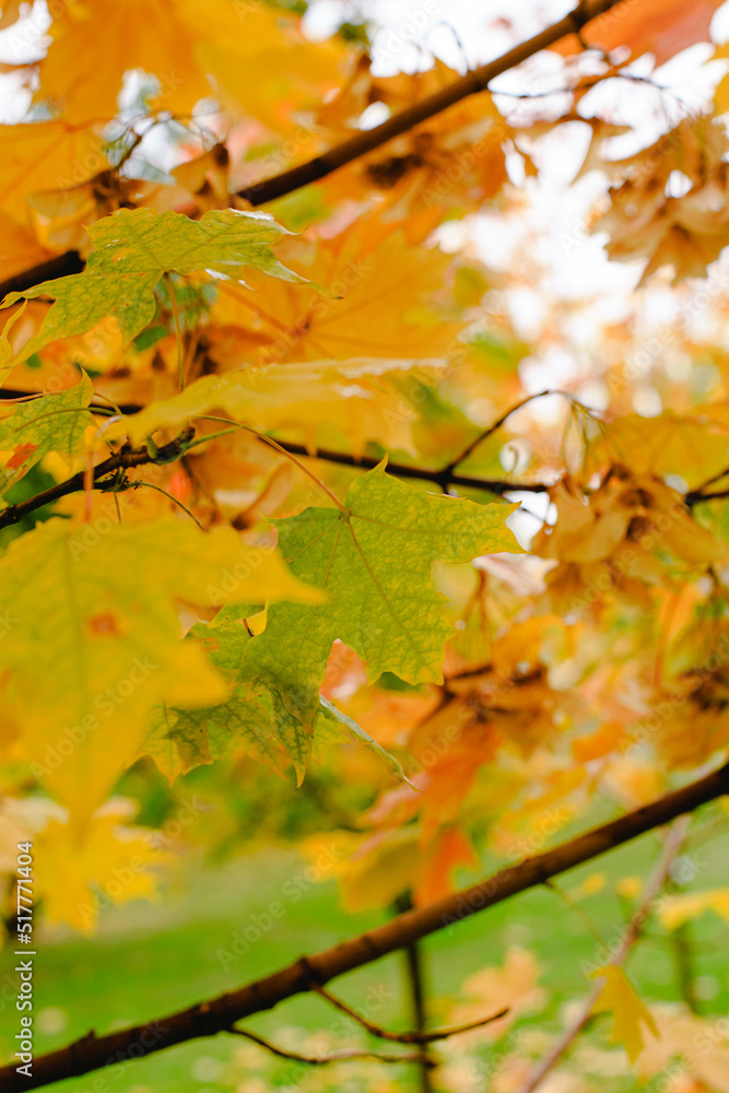 Wall mural autumn maple leaf on a tree. a branch of a canadian maple in late autumn in a natural environment.