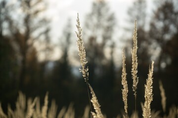 Fototapeta premium Autumn colorful leaves on the ground and on the trees. Slovakia