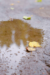 Fallen yellow autumn leaf on the asphalt in a puddle. Autumn puddles with leaves