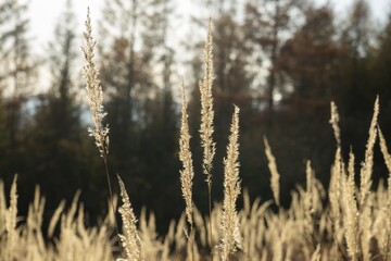 Fototapeta premium Autumn colorful leaves on the ground and on the trees. Slovakia
