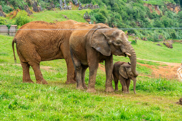 Naklejka na ściany i meble Elephant in Cabarceno Nature Park, Cantabria, Spain.