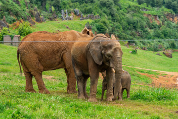 Elephant in Cabarceno Nature Park, Cantabria, Spain.