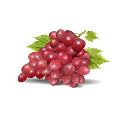 Realistic vector illustration of grape.