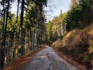 Naklejka premium Autumn colorful leaves on the ground and on the trees. Slovakia