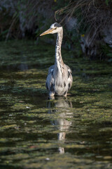 Heron wading through the algae pond