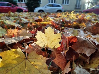 Autumn colorful leaves on the ground and on the trees. Slovakia