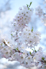 Cherry blossom in spring, High Park, Toronto