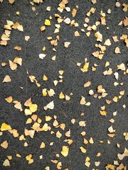 Autumn colorful leaves on the ground and on the trees. Slovakia