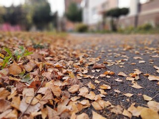 Autumn colorful leaves on the ground and on the trees. Slovakia