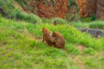Guinea baboon in Cabarceno Nature Park, Cantabria, Spain.