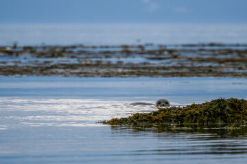 Haror Seal Peering around Kelp