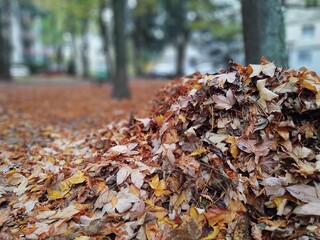 Autumn colorful leaves on the ground and on the trees. Slovakia