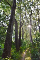 Forest in the morning in Serbia.