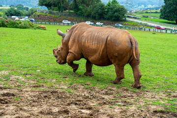 Naklejka premium Rhinoceros in Cabarceno Nature Park, Cantabria, Spain.
