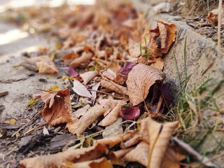 Autumn colorful leaves on the ground and on the trees. Slovakia