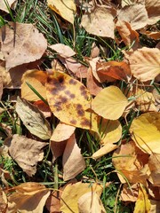 Autumn colorful leaves on the ground and on the trees. Slovakia	