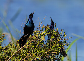 Two Male Boat-tailed Grackles presenting