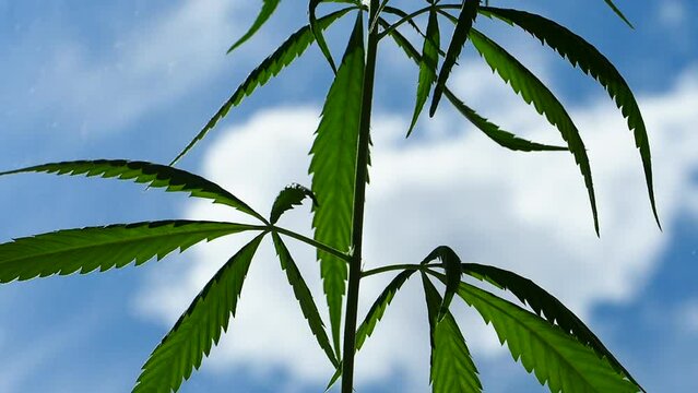 Cannabis plant hemp leaves . Male flowers blossom marijuana sky background