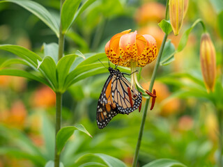Monarch Butterfly and Lily