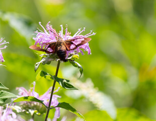 Hummingbird hawk moth with clear wings spotted helping to pollinate bee balm wildflower in the East...