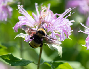 Black and yellow bumble bee on bee balm wildflower helping to pollinate in the middle of a field in...