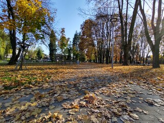 Autumn colorful leaves on the ground and on the trees. Slovakia	