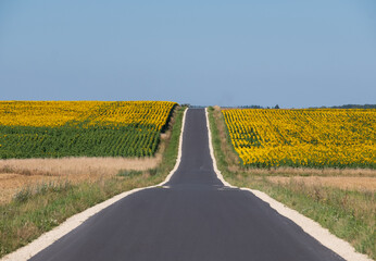 Panoramic photo of sunflower fields in the distance, with road dissecting, near Chenonceaux in the...