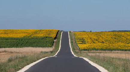 Panoramic photo of sunflower fields in the distance, with road dissecting, near Chenonceaux in the Loire Valley, France.