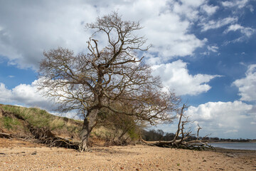 Coastal erosion at Holbrook, Suffolk, England, United Kingdom