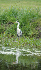 A grey heron with tangled feathers is standing in a pond. He got aware of the photographer.