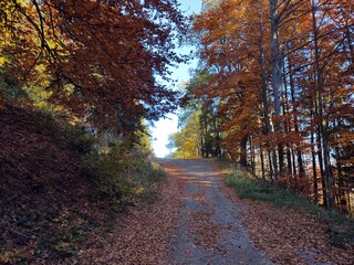 Naklejka premium Autumn colorful leaves on the ground and on the trees. Slovakia 
