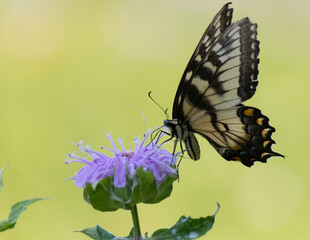Eastern tiger swallowtail posed on top of  purple bee balm flowed in a wildflower meadow in East...