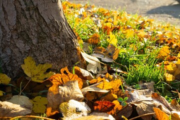 Autumn colorful leaves on the ground and on the trees. Slovakia	
