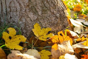 Autumn colorful leaves on the ground and on the trees. Slovakia	
