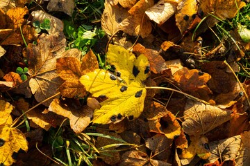 Autumn colorful leaves on the ground and on the trees. Slovakia	