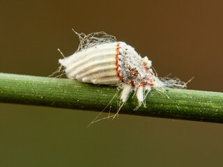 Cottony Cushion Scale. Female. Icerya purchasi.      