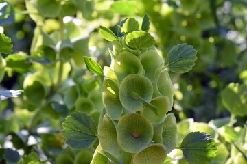 Grüne Blüten einer Muschelblume