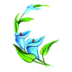 hand drawn illustration blue lily