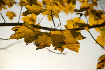 Autumn colorful leaves on the ground and on the trees. Slovakia	